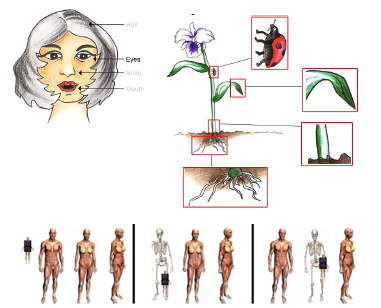 interactive graphics